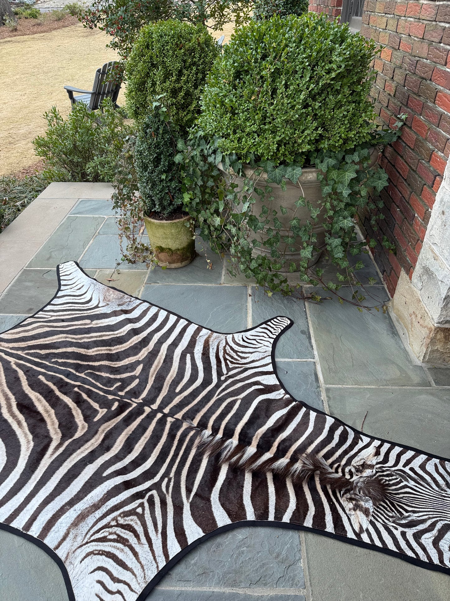 Grade A Small Zebra Hide