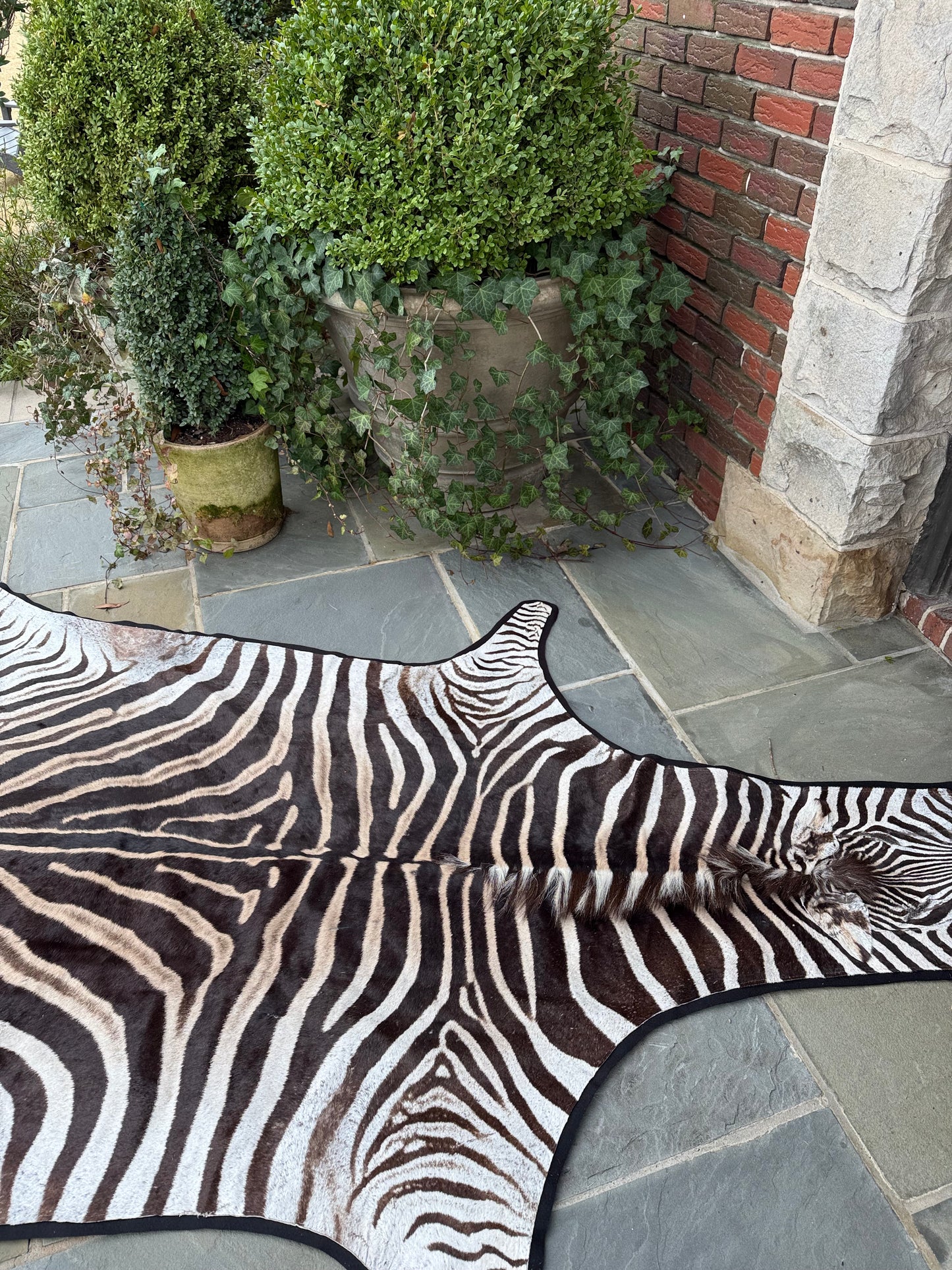 Grade A Small Zebra Hide