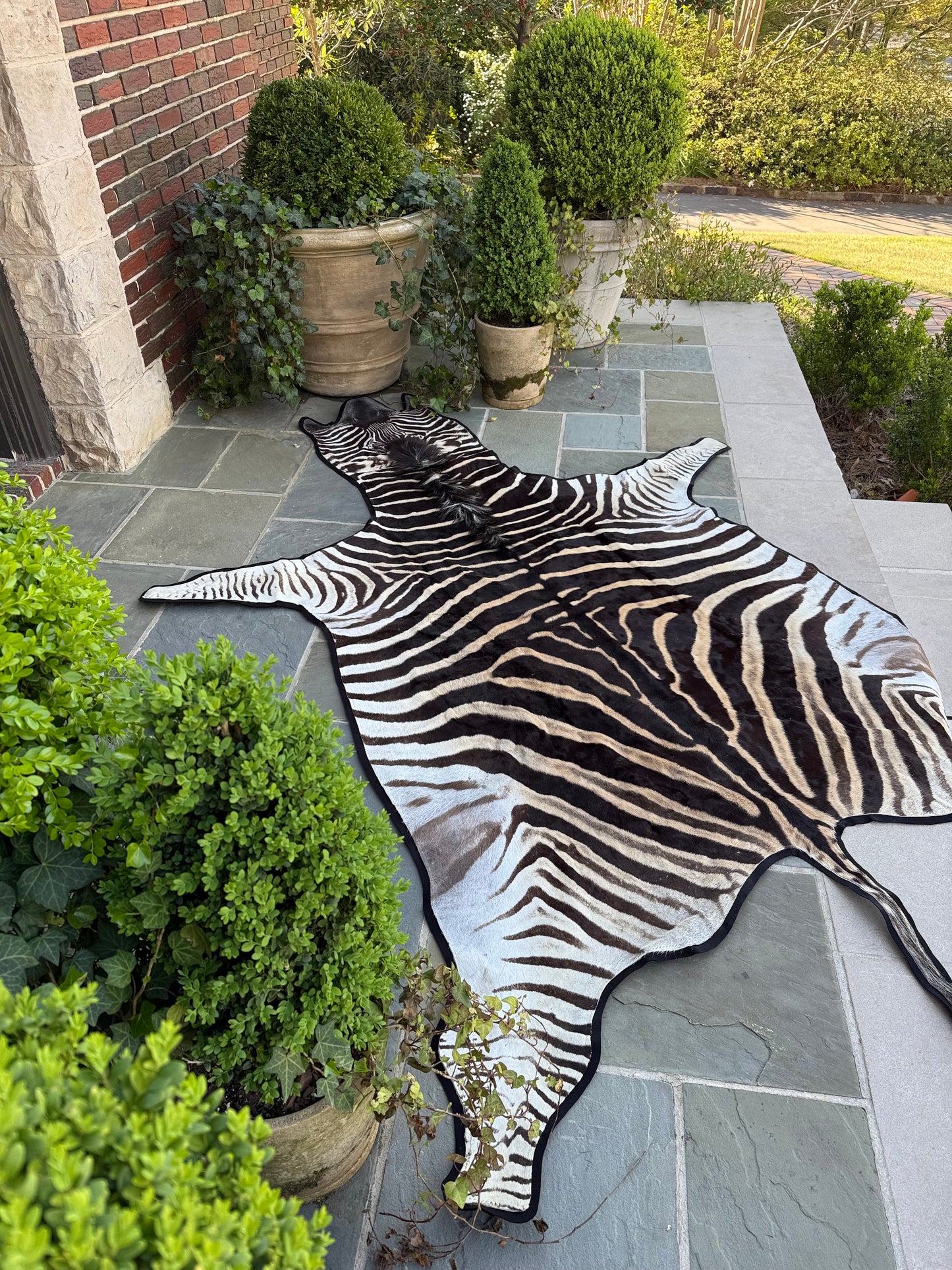 Trophy Grade Zebra - Felt Backing