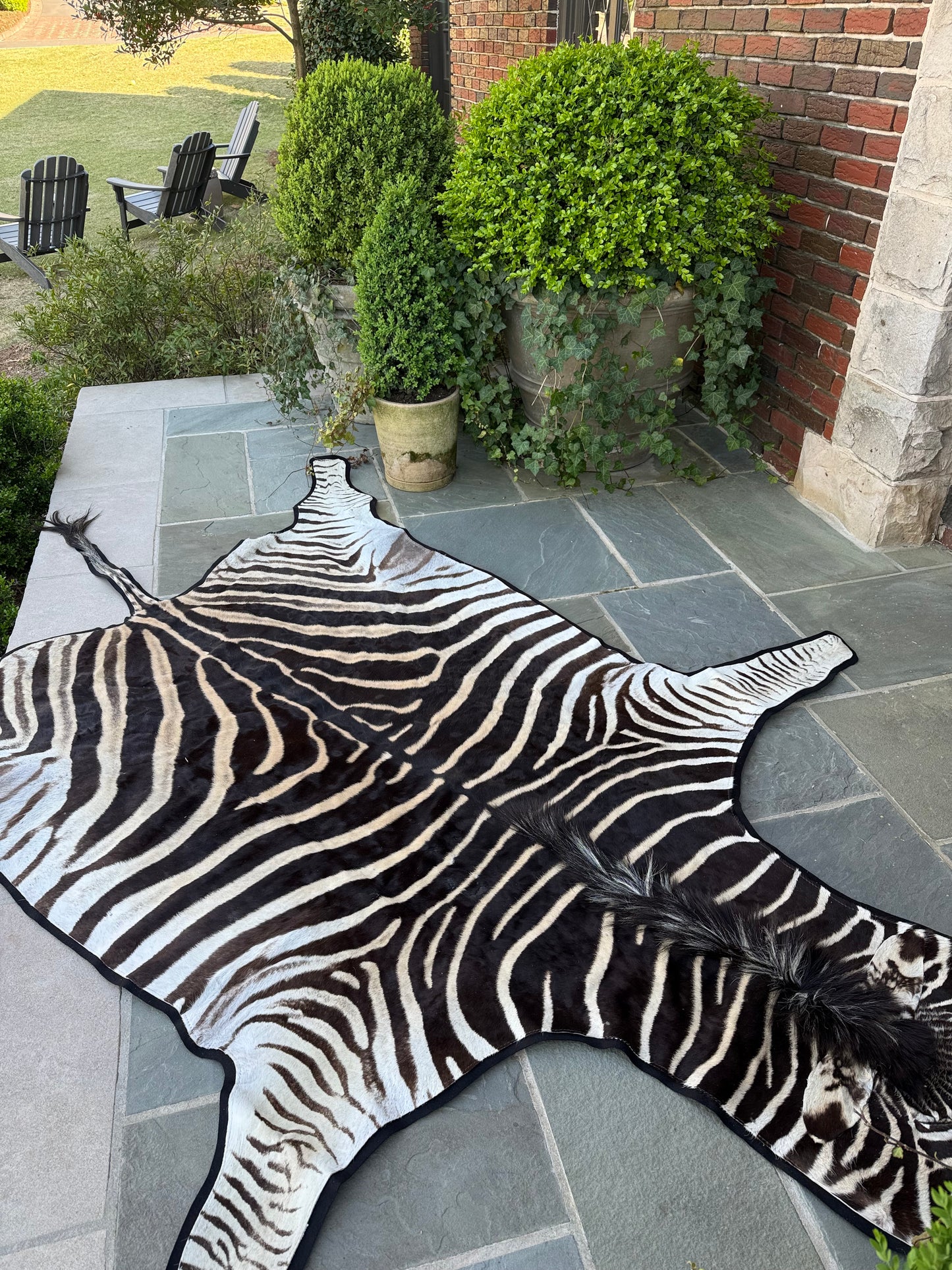 Trophy Grade Zebra - Felt Backing