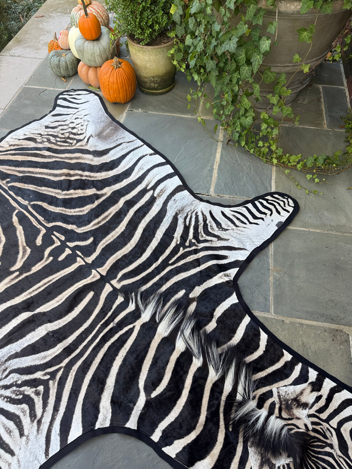Grade A Zebra Hide