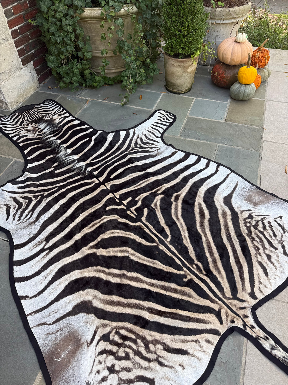 Grade A Zebra Hide