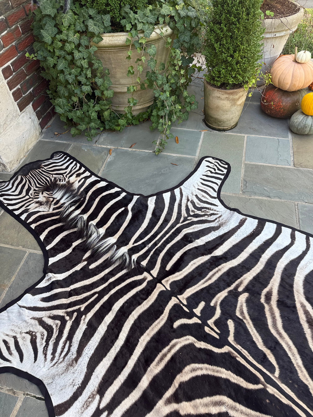 Grade A Zebra Hide