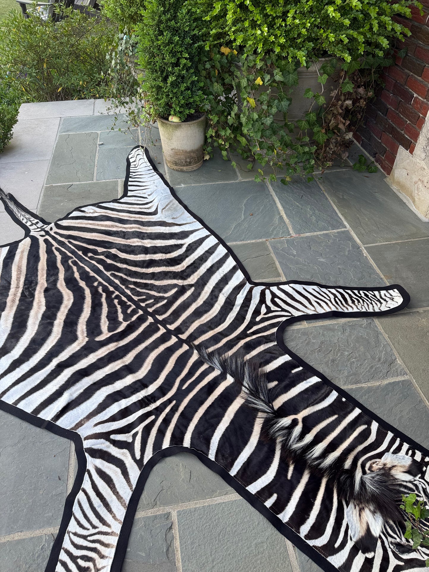 Grade A Zebra Hide
