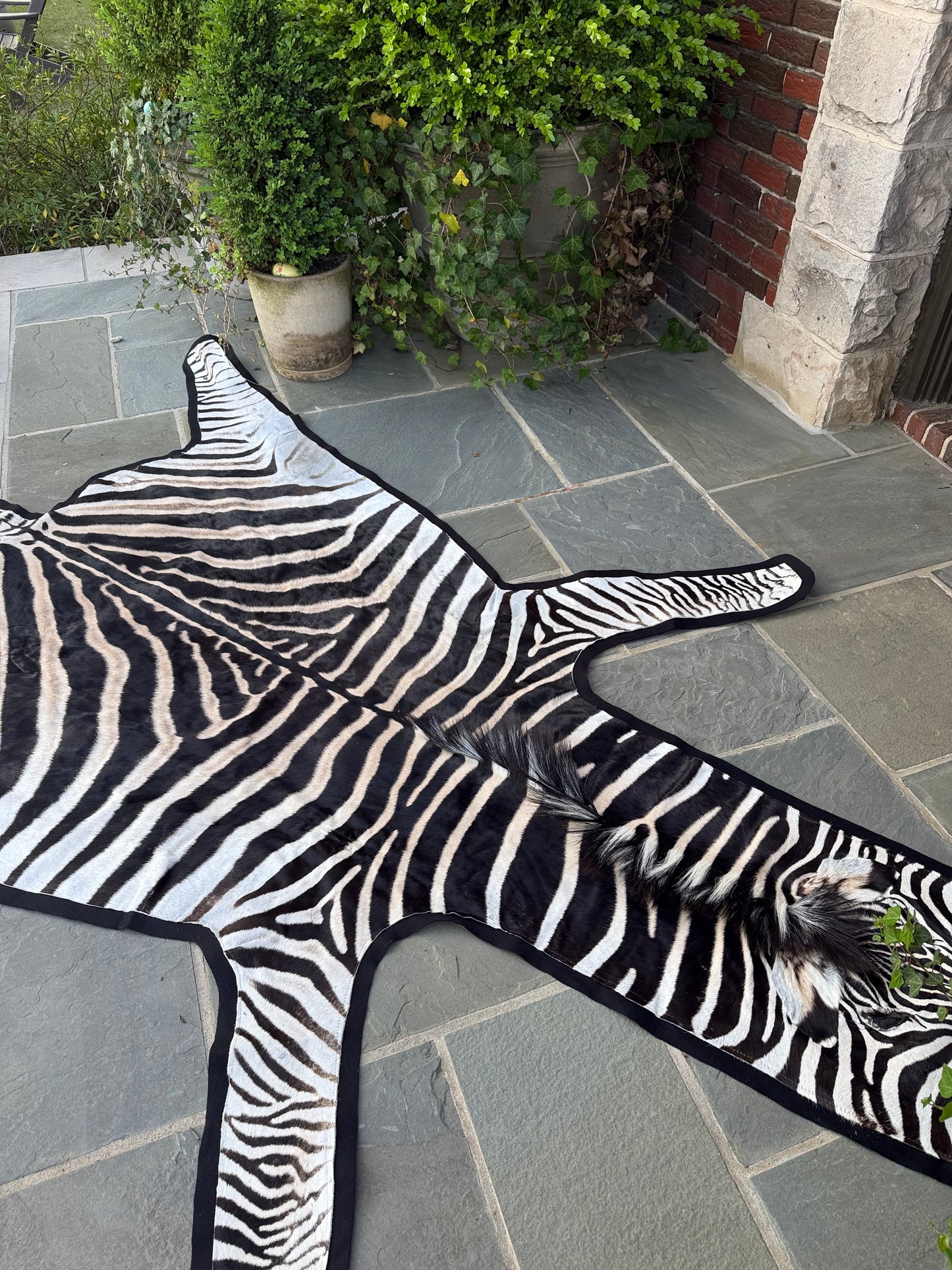 Grade A Zebra Hide