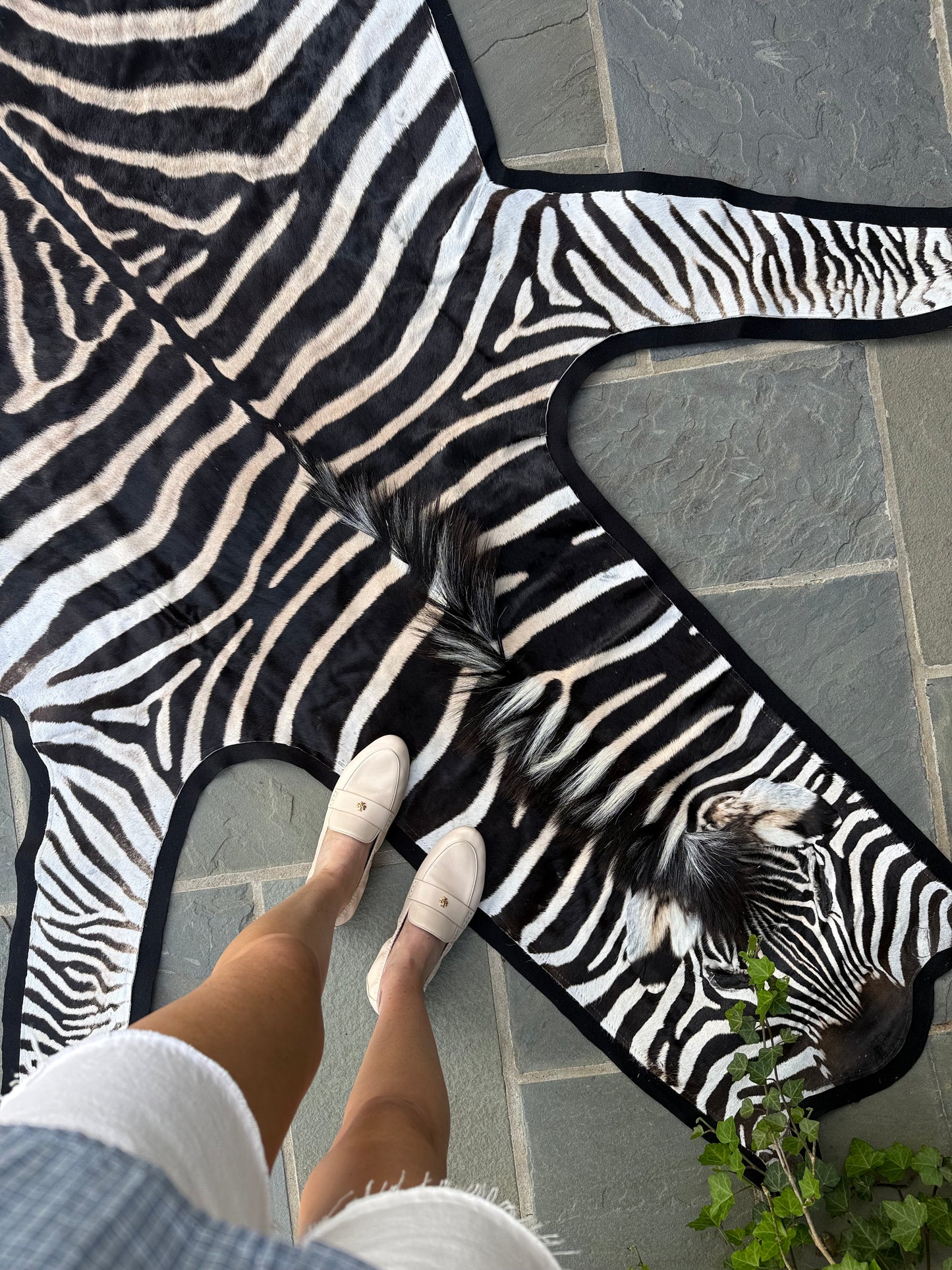 Grade A Zebra Hide