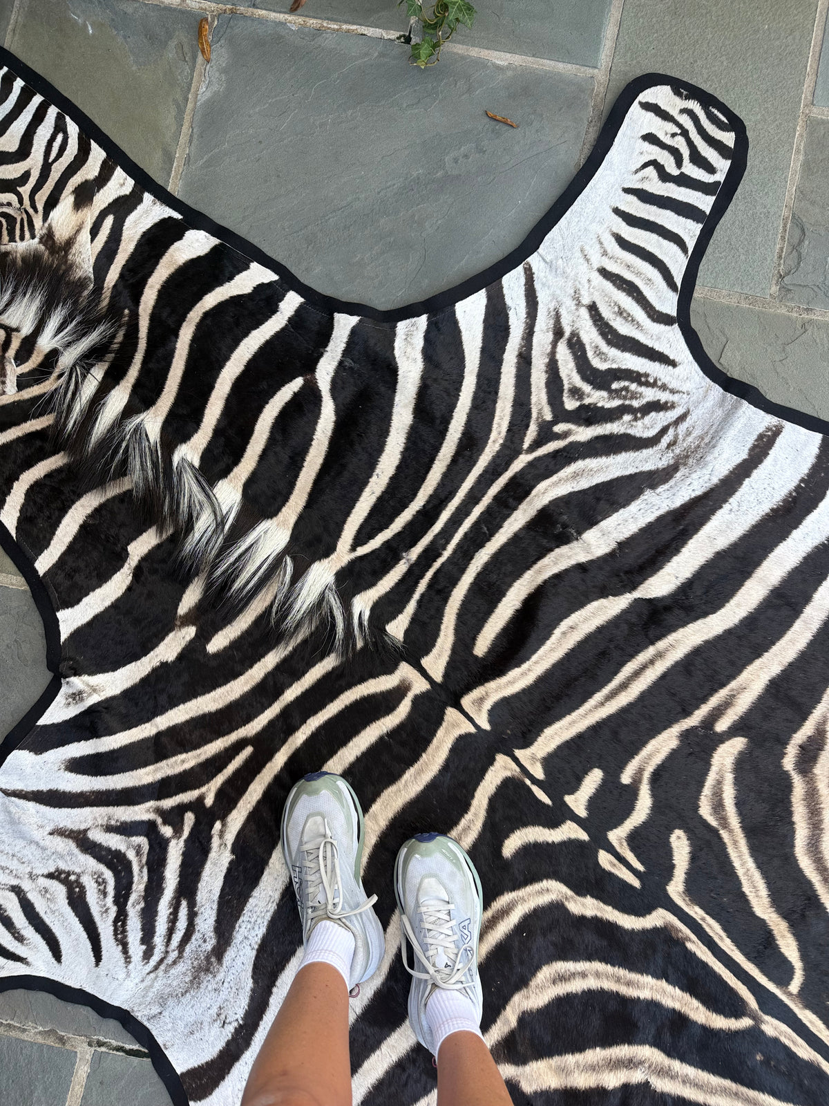 Grade A Zebra Hide