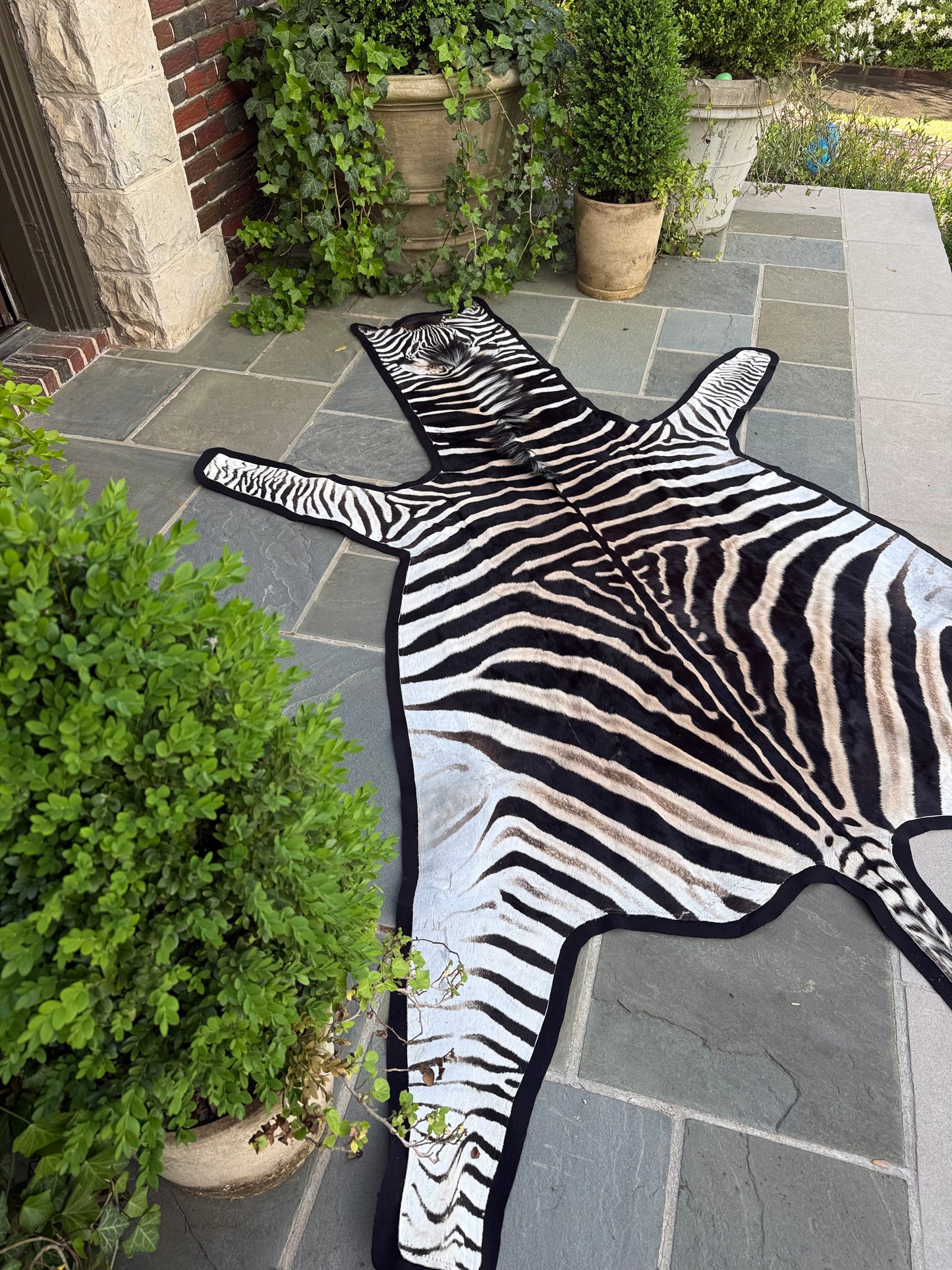 Grade A Zebra Hide