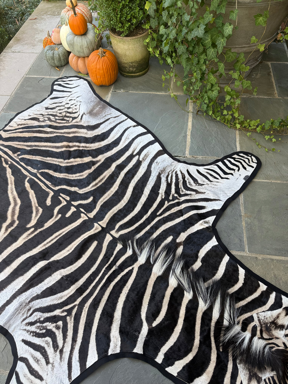 Grade A Zebra Hide